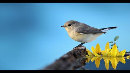 Red-breasted Flycatcher