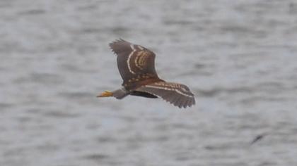 Black-crowned Night Heron