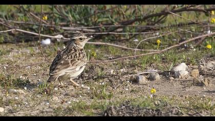 Woodlark