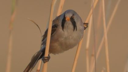 Bearded Reedling