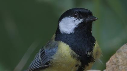 Great Tit