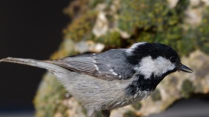 Coal Tit