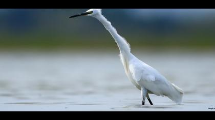 Little Egret