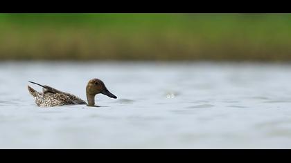 Northern Pintail