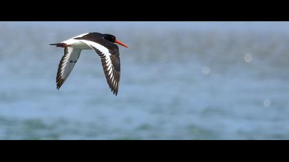 Eurasian Oystercatcher