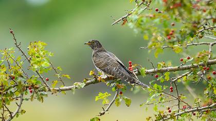 Common Cuckoo