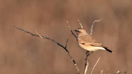 Isabelline Wheatear