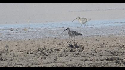Eurasian Curlew