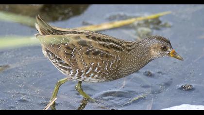 Spotted Crake