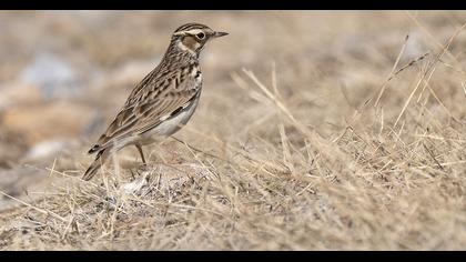 Woodlark