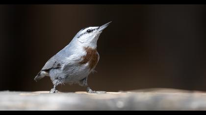 Krüper`s Nuthatch