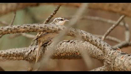 Eurasian Treecreeper