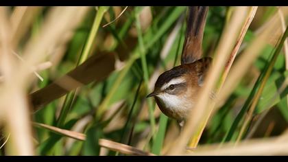 Moustached Warbler