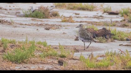European Golden Plover