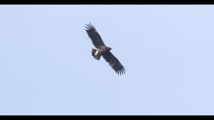 Greater Spotted Eagle