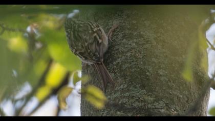 Short-toed Treecreeper