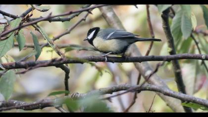 Great Tit