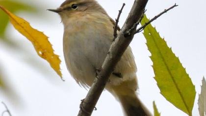 Common Chiffchaff