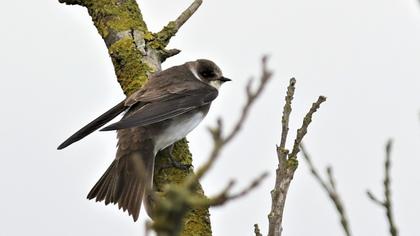 Sand Martin
