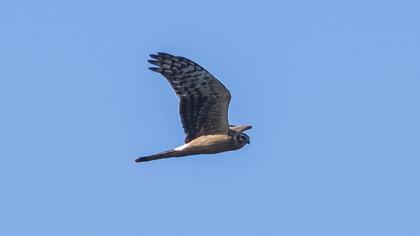 Montagu`s Harrier