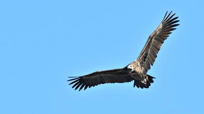 Cinereous Vulture