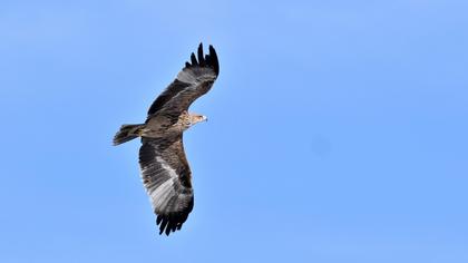 Eastern Imperial Eagle