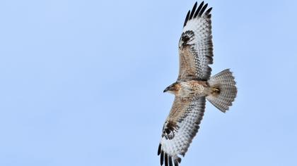 Long-legged Buzzard