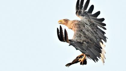 White-tailed Eagle