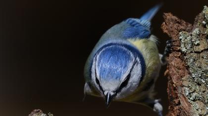 Eurasian Blue Tit