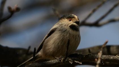 Long-tailed Tit
