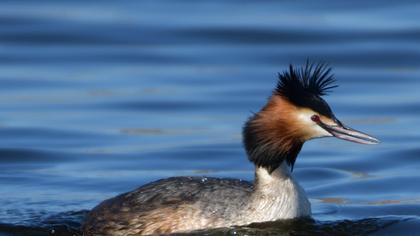 Great Crested Grebe