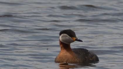 Red-necked Grebe