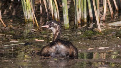 Little Grebe
