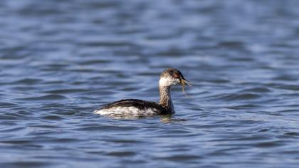 Black-necked Grebe