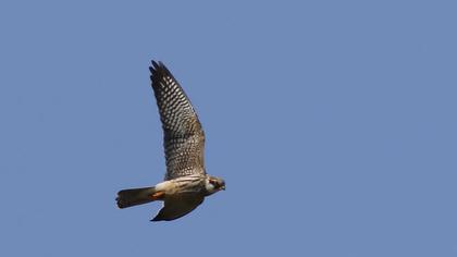Red-footed Falcon