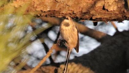 Long-tailed Tit