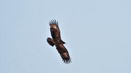 Greater Spotted Eagle