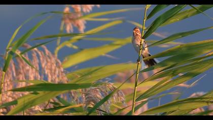 Common Reed Bunting