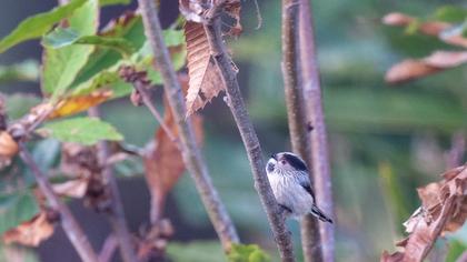 Long-tailed Tit