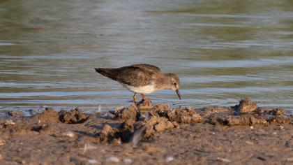 Temminck`s Stint
