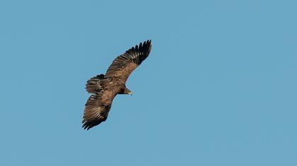 Greater Spotted Eagle