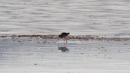 Spotted Redshank