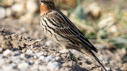 Red-throated Pipit
