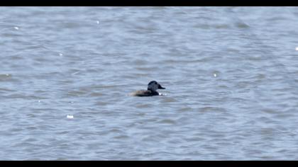 White-headed Duck