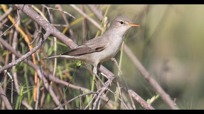 Olive-tree Warbler