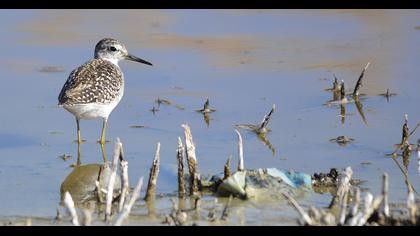 Wood Sandpiper