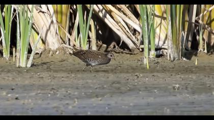 Spotted Crake