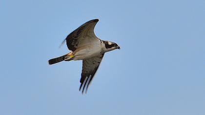Western Osprey