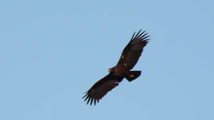 Greater Spotted Eagle