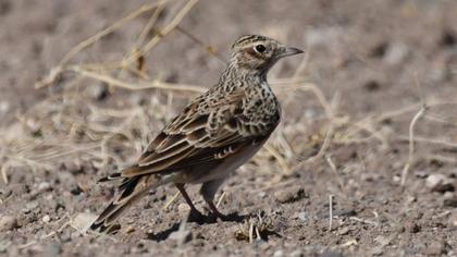 Eurasian Skylark